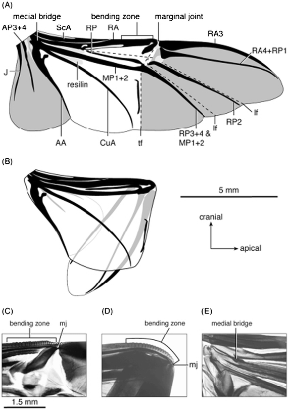 Right hind wing of Pachnoda marginata, (a) unfolded and (b) folded. (c) and (d) The anterior wing margin is curved at the bending zone and sharply bent at the marginal joint when folded. The pivot of the scissors-like movement of RA and MP1+2 is the medial bridge (e, in the unfolded wing). Light grey shading indicates resilin in the wing; dark grey shading delimits apical and anal fields. AA, Analis Anterior; AP, Analis Posterior; CuA, Cubitus Anterior; J, Jugal; lf, longitudinal fold; MP, Media Posterior; RA, Radius Anterior; RP, Radius Posterior; ScA, Subcosta Anterior; tf, transverse fold.44