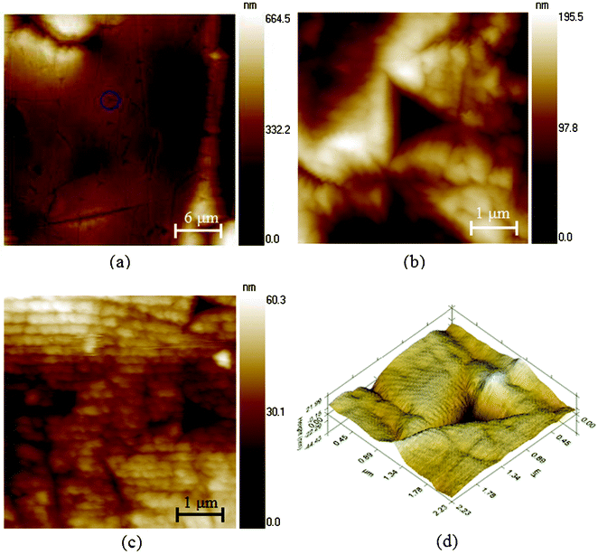 
            in situ scanning images of the dry elytra after the test in (a) the vertical direction (the circle shows one indent), (b) the transverse direction, and (c) the longitudinal direction. One nanoindentation image (d) shows signs of the residual deformation and elastic recovery.103