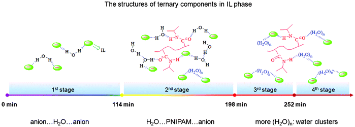 The schematic structures of ternary components in the hydrophobic IL phase at different transfer stages.