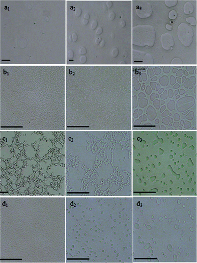 Optical micrographs indicating the time evolution of the phase-separating morphologies for PS/PVME blends with different compositions: (a) 46/54 annealed at 105 °C for a1) 4 h a2) 5 h a3) 7 h (b) 30/70 annealed at 105 °C for b1) 30 min b2) 50 min b3) 140 min (c) 10/90 annealed at 105 °C for c1) 150 min c2) 3 h c3) 5 h (d) 3.5/96.5 annealed at 105 °C for d1) 15 min d2) 2 h d3) 4 h. All the black scale bars correspond to 30 μm.