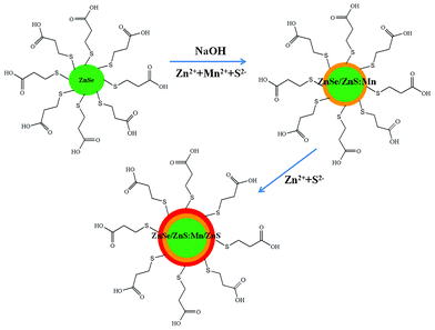 Schematic illustration for the synthesis of the ZnSe/ZnS:Mn/ZnS core/(doped) shell/shell NCs.