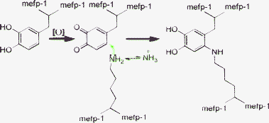 Oxidation of catechol (DOPA-like units) is followed by nucleophilic addition of amino groups of lysine residues.