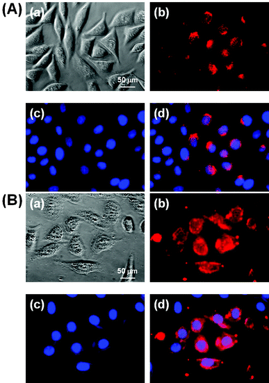 Fluorescence micrographs (×400) of L-929 cells treated with 10 ppm composite particles without silica coating (A) or with silica coating (B) for 1 h, followed by cell nuclei counterstaining with 10 μmol L−1 DAPI. (a) Phase contrast image of the cells co-labeled with the particles and DAPI. (b) and (c) fluorescence images of the cells collected at (b) λexc = 255 nm (red from the particles) and (c) λexc = 350 nm (blue, from DAPI), respectively. (d) Merged image of (b) and (c). All photographs shown in this figure are representative of six independent experiments with similar results.