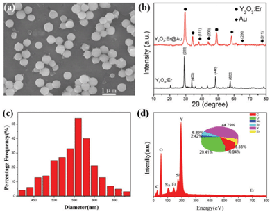 (a) SEM image of Y2O3:Er microspheres, (b) XRD patterns of Y2O3:Er microspheres and Y2O3:Er@Au composites, (c) histogram of the corresponding diameter distribution and (d) EDX spectrum of as-prepared mesostructured Y2O3:Er microspheres; quantified atomic elemental composition is given in the inset as a pie chart.