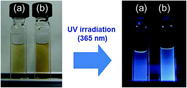 Photographs of [HexMeIm][Tf2N] RTIL containing 1.0 mmol L−1 NaAuCl4·2H2O after accelerated electron beam irradiation. The irradiation doses were (a) 6 and (b) 20 kGy: (left) before and (right) under UV irradiation at 365 nm.