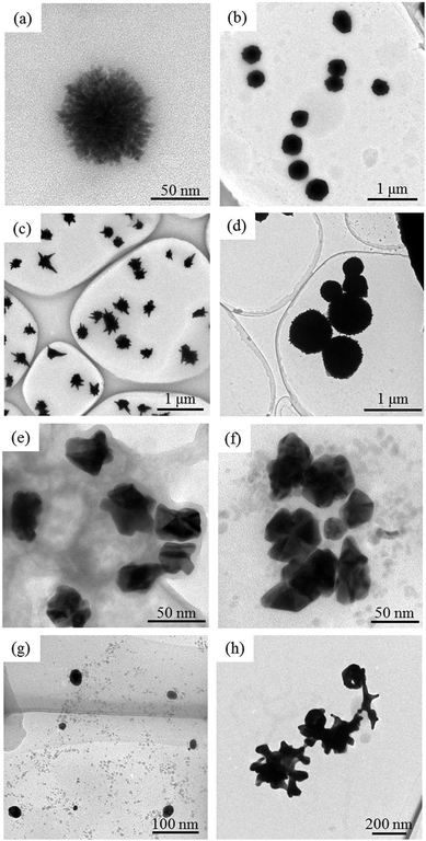 TEM images of Au nanoparticles prepared by accelerator electron beam irradiation in various [EtMeIm]+-based RTILs containing 1.0 mmol L−1. NaAuCl4·2H2O. The irradiation dose was 6 kGy. The RTILs were (a) [EtMeIm][Tf2N], (b) [EtMeIm][(FSO2)2N], (c) [EtMeIm][BF4], (d) [EtMeIm][BF3(C2F5)], (e) [EtMeIm][PF3(C2F5)3], (f) [EtMeIm][(FH)2.3F], (g) [EtMeIm][CH3COO] and (h) [EtMeIm][l-(+)-CH3CH(OH)COO].