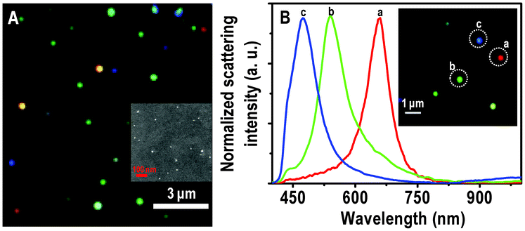 (A) Large area HSI of immobilized Ag@citrate NPs. (B) Scattering spectra of Ag@citrate particles which are shown in the inset. Particles from which spectra are collected are labelled in the inset. The particles and the spectral traces have the same colors. Scale bars: 3 μm in (A) and 1 μm in the inset of (B), showing the typical distances between the particles. The sizes of the particles are exaggerated as they are imaged under the optical diffraction limit. Inset of A is an FESEM image of immobilized Ag@citrate NPs on a glass substrate.