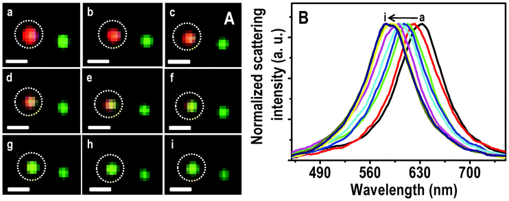 HSI (A) of immobilized Ag@citrate NPs after passing 5 ppm Hg2+ for 0.0, 0.5, 1.0, 1.5, 2.0, 2.5, 3.0, 4.0 and 6.0 h (a–i, respectively). Scattering spectra (B) of a red particle with time (a–i). Scale bars of images in A are 500 nm. The particle from which spectra are collected is marked.