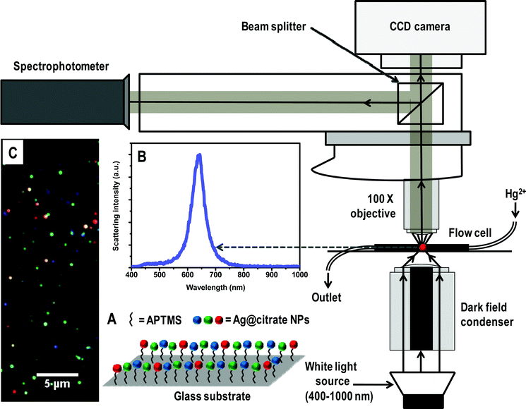 Schematic representation of HSI set-up. A is a representation of immobilized Ag@citrate NPs using APTMS on glass substrate. B and C are the scattering spectrum of a silver particle and HSI of Ag@citrate NPs, respectively.