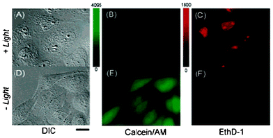 Cell photosensitization by 27 (2I-BDP). (A–C) Differential interference contrast (DIC) and fluorescence images of HeLa cells loaded with calcein AM (living cell marker) and EthD-1 (dead cell marker) after photosensitization with 27. (D–F) Loading with 27 alone had no toxic effect in this assay. Reprinted with permission from ref. 70. Copyright 2005 American Chemical Society.