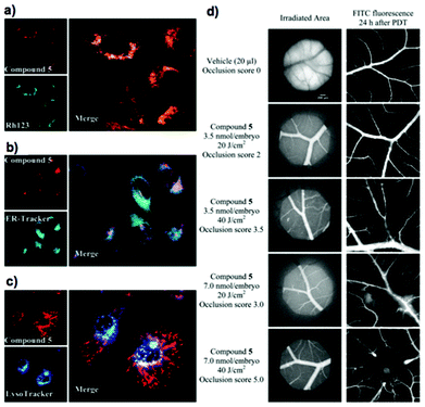Intracellular localization of compound 34 (= compound 5 in (d)): spinning disk confocal images (a, b, c) of HSC-2 cells double-stained with 100 nM 34 and respective organelle probes. (a) Mitochondria (100 nM Rh123), (b) endoplasmic reticulum (100 nM ER-Tracker) and (c) lysosomes (500nM LysoTracker). Objective magnification is 63. (d) Representative angiographs of blood vessels supplying the CAM at the beginning and 24 h after PDT, illustrating the vascular occlusion efficacy induced by compound 5 at 3.5–7 nmol/embryo: irradiation at 510–560 nm of 20–40 J cm−2). Objective magnification is 4. Adopted with permission from ref. 84. Copyright 2010 American Chemical Society.