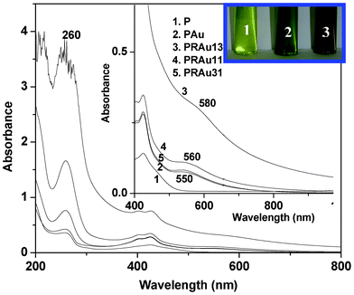 UV-vis spectra of P, PAu, PRAu13, PRAu11 and PRAu31 (inset: enlarged spectra and color change of the indicated solutions).
