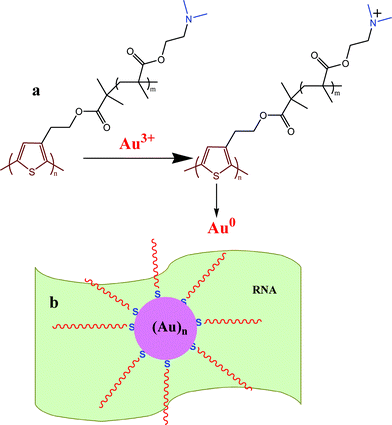 (a) Formation of Au NPs by reduction with the –NMe2 group of P and (b) stabilization of Au NPs on the RNA template.