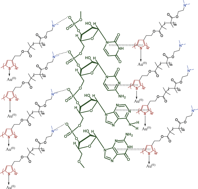 Polythiophene- g -poly(dimethylaminoethyl methacrylate) stabilized Au  nanoparticles and its morphology tuning by RNA with variation of electronic  prop ... - RSC Advances (RSC Publishing) DOI:10.1039/C2RA21413J