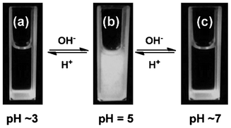 Reversible pH-induced aggregation reaction between Mel and Ps.