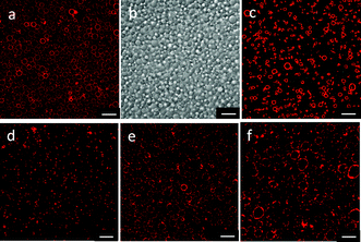 CLSM images (a, c–f), and differential interference image (b) of giant lipid vesicles prepared using the electrospray technique. (a, b) Vesicles prepared with a 10 wt% PAH solution and a citrate buffer. (c) Vesicles prepared with 10 wt% PAH solution and a phosphate buffer. (d, e, f) Vesicles prepared with a citrate buffer and a PAH solution (1, 20 and 30 wt%, respectively). The scale bars represent 10 μm.