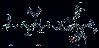 Computer simulations for the dendrimers G1–G3.