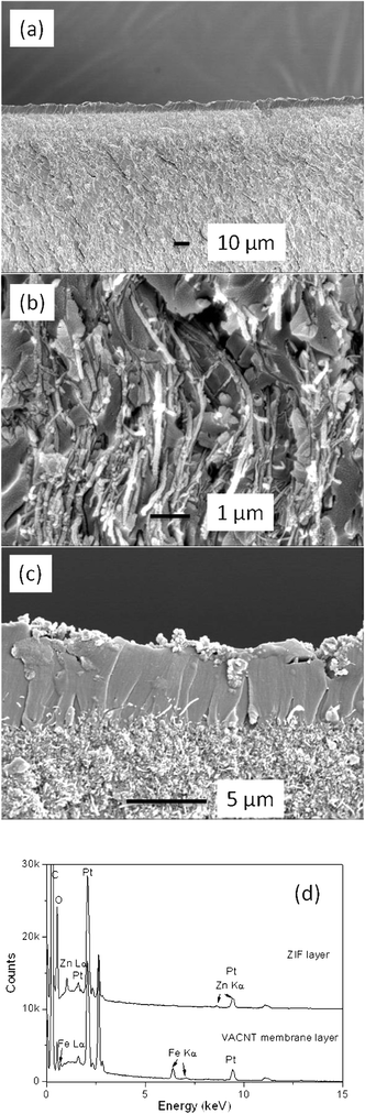Cross-section SEM images of (a) ZVM-6 membrane, (b) magnified VACNT layer, (c) magnified ZIF-8 layer and (d) EDS spectrum of ZIF-8 layer and VACNT layer of ZVM-6 membrane