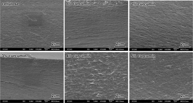 The SEM photographs of cellulose and cellulose/curcumin composite films.