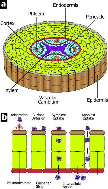(a) Root structure and (b) possible routes for PNDDS uptake into roots.