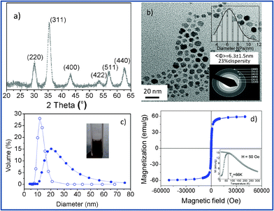 (a) X-Ray diffraction patterns corresponding to maghemite nanoparticles. (b) TEM image of the nanoparticles. Upper inset includes a size distribution histogram fitted to a Gaussian and the lower inset shows a selected area electron diffraction pattern corresponding to maghemite. (c) Dynamic light scattering histogram of the organic stabilized nanoparticles (empty symbols) and the water stabilized dispersion after ligand exchange (full symbols); a cuvette containing the clear nanoparticle dispersion is shown as an inset. (d) Magnetic characterization of the iron oxide nanoparticles. M(H) at 300 K and M(T), ZFC–FC curves (inset)