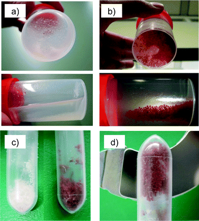 Pectin alcogel microspheres (a) without and (b) with maghemite NPs were dried by supercritical drying to get nanocomposite aerogels. (c) Maghemite nanoparticle addition led to brown-coloured microspheres (without NPs, left, and with NPs, right). (d) Aerogel microspheres with high NP content (3.7 wt%) were attracted to a magnet.