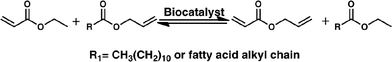 Allyl acrylate synthesis from allyl dodecanoate and ethyl acrylate using a biocatalyst in a solvent-free system.