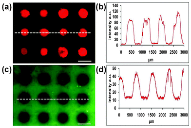 (a) Fluorescence micrograph of fluorescently-labelled streptavidin adsorbed onto BSA-passivated polystyrene after microplasma array treatment. (b) Corresponding fluorescence intensity profile across a section of the array, as indicated by the dashed white line in (a). (c) Fluorescence micrograph of fluorescently-labelled albumin attached to modified polystyrene after microplasma array treatment. (d) Corresponding fluorescence intensity profile across a section of the array, as indicated by the dashed white line in (c). Scale bars = 500 μm.