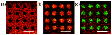 ToF-SIMS images of BSA-passivated polystyrene surfaces treated with the microplasma array. (a) An image of BSA-derived fragment ion C4H8N+, (b) an image of polystyrene-derived fragment ion C7H7+and (c) and an overlay image of BSA-derived (red) and polystyrene-derived (green) fragments in (a) and (b), respectively. Scale bar = 1 mm.
