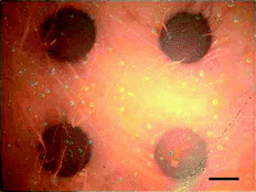 Bright-field microscopy image of a portion of an HRP enzyme array on a microplasma-treated BSA surface after incubation with TMB substrate. Scale bar = 200 μm.