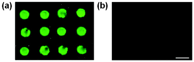 Immunorecognition on a BSA passivated polystyrene sample after microplasma array treatment. GFP capture was detected on the sample functionalized with anti-GFP (a) but was not detected on the microplasma array patterned sample containing no antibody (b). Scale bar = 500 μm.