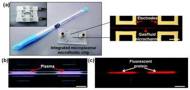 Integrated microplasma/microfluidic chip for surface patterning of bonded microchannels. (a) Photograph of the device next to a standard-sized pen for comparison; an optical micrograph section of the electrode/microchannel assembly on the right; and (inset) the assembled chip ready for operation. (b) Optical micrograph of localized plasma generation inside the microchannel during operation in helium. (c) Fluorescence micrograph of a microplasma-patterned microchannel after incubation with fluorescently-labelled streptavidin. Scale bars = 250 μm.