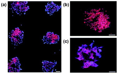 Localized cell attachment and proliferation on microplasma patterned surfaces. Cells are stained with Hoescht 33342 (blue, nuclear) and Cell Tracker Orange (red, cytoplasmic) dyes. Arrays are shown at 4, 24 and 48 h after cell seeding (panels a, b and c, respectively). Scale bars = (a) 250 μm and (b, c) 50 μm.