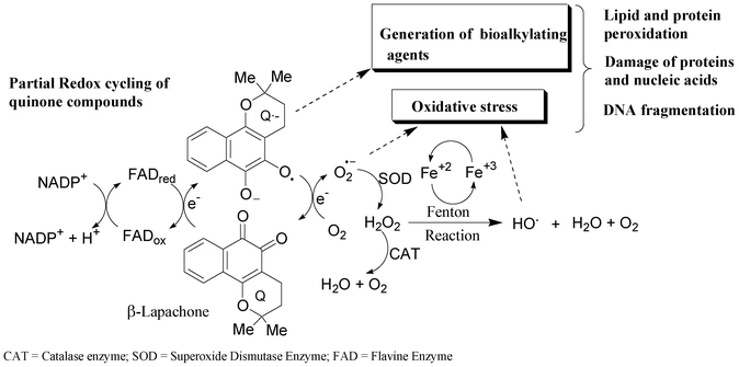 Formation of reactive oxygen species by redox cycling.12,21