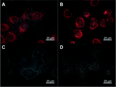 Combined fluorescence and transmission images of HeLa cells incubated with 40 nm nano-droplets containing 0.1 wt.% of Nile Red (A and B) or 1 wt.% of NR668 (C and D) for different lengths of time: 15 min (A and C) and 2 h (B and D).