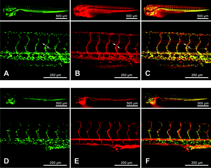 Zebrafish microangiography using nano-droplets containing 0.1 wt.% of Nile Red (A, B and C) or 1 wt.% of NR668 (D, E and F) with the Tg(fli1:eGFP)y1 line. 3 days post fertilization, the living zebrafish embryos were injected with 2.3 nL of nano-emulsions diluted twice in HEPES buffer (pH 7.4) and imaged with a confocal microscope. The images present the global view (upper panels) and a zoomed in view of the trunk vasculature (lower panels). The images in green (A and D) present endothelial cells expressing eGFP, while in red—fluorescence of Nile Red (B) and NR668 (E), 30 min after injection of the nano-emulsion. The arrows show the endothelial cells. The merged image (C) shows the localization of Nile Red in the endothelium and the global diffuse labeling of the entire embryo, while the merged image (F) shows no co-localization of NR688 with the endothelial cells.