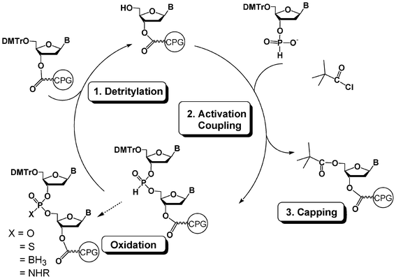 DNA synthesis cycle using H-phosphonate chemistry.