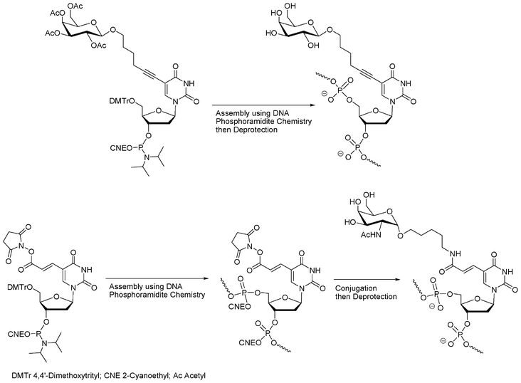 Synthesis of oligonucleotide glycoconjugates using modified nucleoside phosphoramidites with saccharide introduction performed before28,29 or after DNA elongation.30