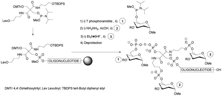 Solid-phase phosphoramidite assembly of oligonucleotide glycoconjugates displaying three different saccharidic units.39