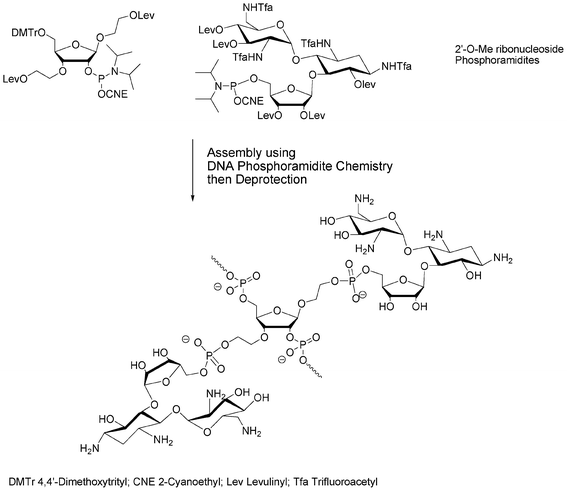 Solid phase phosphoramidite assembly of 2′-O-Me RNA conjugates of ribostamycin.44