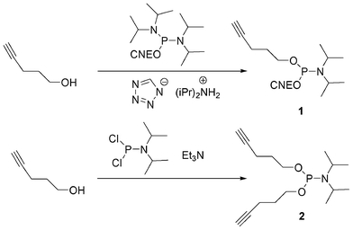 Synthesis of mono and di-pentynyl phosphoramidites.