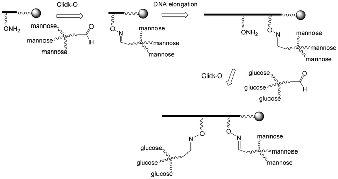 Strategies to synthesize heteroglycoclusters using oxime formation.101