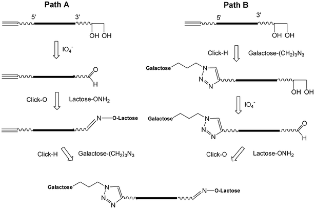 Strategies to synthesize heteroglycoclusters using CuAAC and oxime formation.100