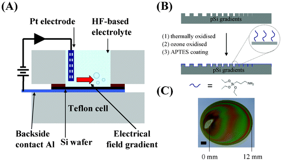 (A) A schematic representation of the anodisation setup for pSi gradient formation. (B) Surface modifications of pSi gradient using thermal and ozone oxidation and APTES coating. (C) Asymmetrically anodised porous silicon film etched on p-type silicon. The electrode site was electropolished and appears silver in colour. The coloured streaks indicate the different light reflection properties along the gradient from the 0 mm end to the 12 mm end. Scale bar = 2 μm.
