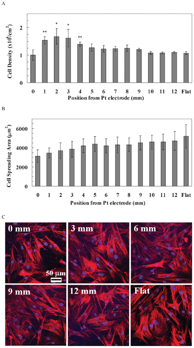 (A) The cell density of hASCs along the pSi gradient. The symbols indicate there is a significant difference compared with the flat area (n = 4). The data represent mean ± standard deviation. (B) The cell spreading area of hASCs along the pSi gradient. The data represent mean ± standard error mean. The analysed cells were 17–22. *, ** represent p < 0.05 and p < 0.01, respectively, compared with the flat area. (C) Cytoskeleton staining of hASCs on the pSi gradient after 24 h culture. Nuclei and F-actin were stained by DAPI (blue) and TRITC-Phalloidin (red), respectively. Images show cell morphology at positions 0, 3, 6, 9 and 12 mm on the pSi gradient and flat Si, respectively.