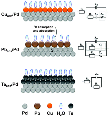 A schematic representation of Cu, Pb, and Te UPD on polycrystalline Pd and their corresponding equivalent electric circuit, respectively.