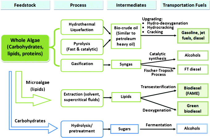 Pathways for converting microalgae to biofuels.1,14