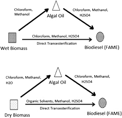 Methods used in the preparation of biodiesel from algal biomass: extraction–transesterification and direct transesterification. Modified from Ref. 113.