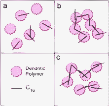 Proposed schemes of C16 complexation with dendritic polymers. C16 molecules are partitioned into dendritic polymers (a). Potential interactions leading to super-complexes include (b) C16 capping by dendritic polymers and (c) C16 end-to-end interactions, both through hydrophobic interactions.