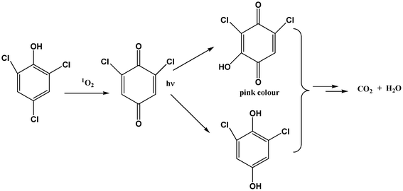 Oxidation pathway of 2,4,6-TCP by 1O2.